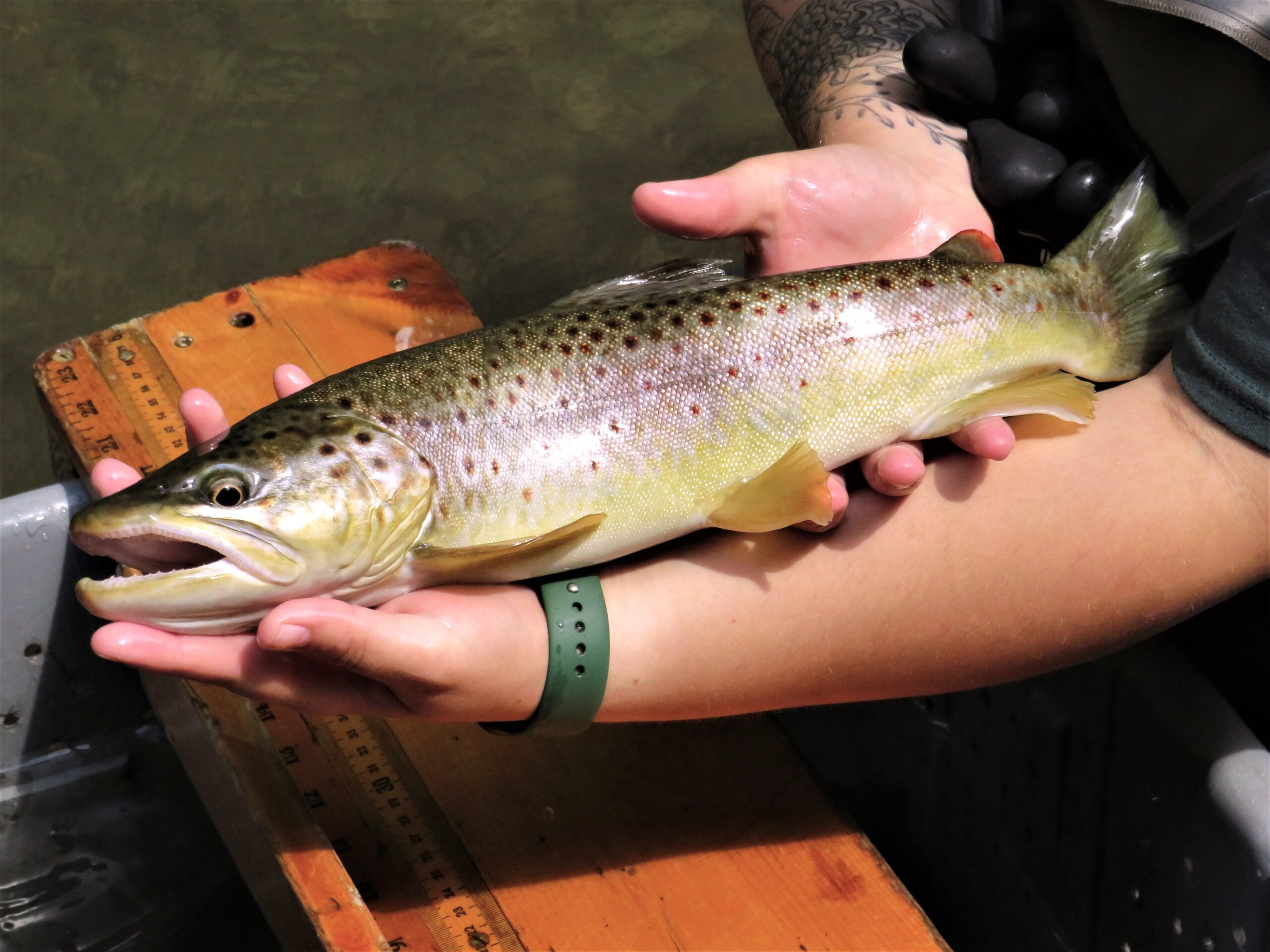 The Abundant Trout Waters of Western New York